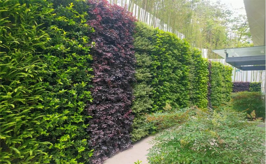植物墙
